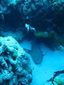 Diving in Cozumel